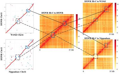 Chromosome-level genome assembly of Dongxiang wild rice (Oryza rufipogon) provides insights into resistance to disease and freezing